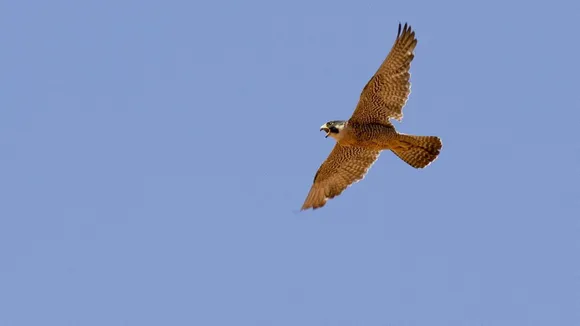 Peregrine Falcon Has Fastest Vision Speed, Claims Study