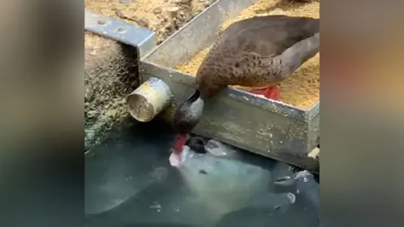 This Heartwarming Video Of Duck â€˜Feedingâ€™ Grain To Fish Is A Must Watch!