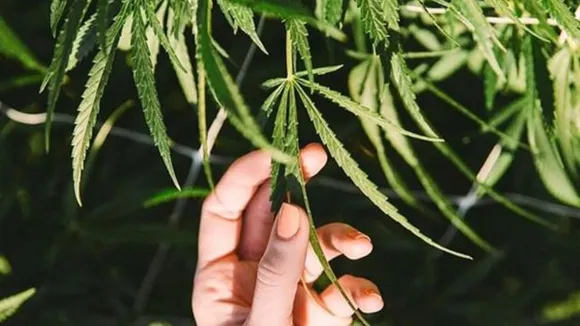 Marijuana Use May Be Linked To Increased Risk Of Heart Disease