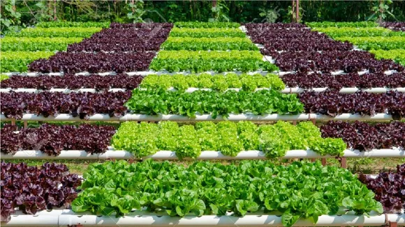 Union Budget 2020: Organic Food Industry Needs Govt Incentives In Budget To Boost Growth, Says Kesarwala