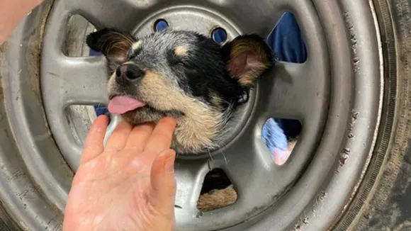 Puppy Rescued