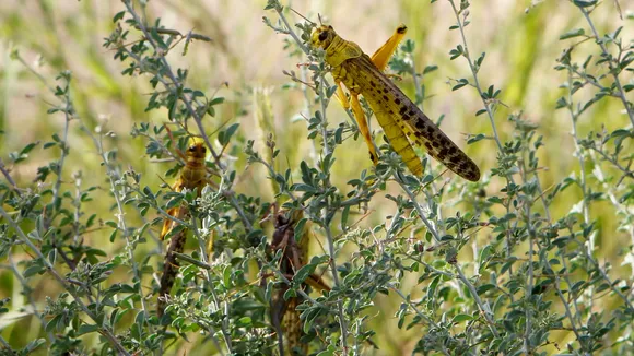 Locusts