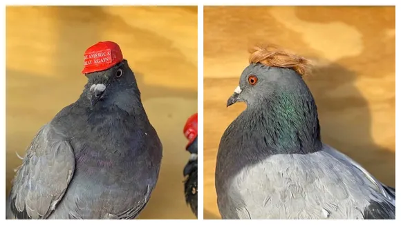 Pigeons With MAGA Hats And Donald Trump Hair