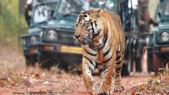 Tigers
