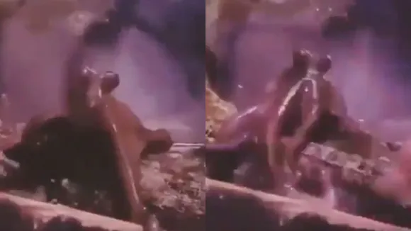 octopusmain1