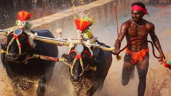 srinivasa gowda buffalo2
