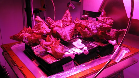 Lettuce space