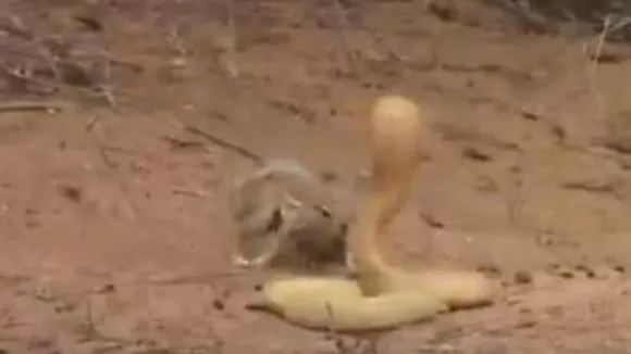 snake