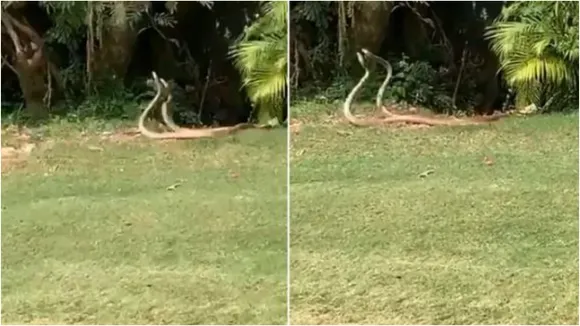 snakemain1  1