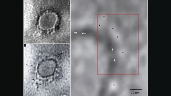 Coronavirus image