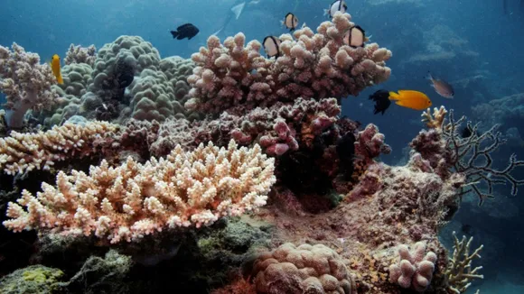 Great Barrier Reef Reuters File