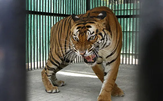 International Tiger Day: Interesting tiger facts you need to know 