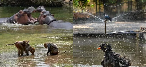 'Wake me up when September ends': Our fluffy friends seek respite from heatwave and how