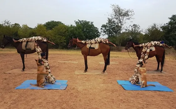 Yoga Day 2019 ITBP Four-legged enthusiasts twist and bend in Panchkula ITBP personnel horse and dog squad