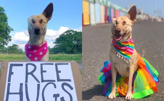 Meet Maggie â€˜The Wonder Dogâ€™ who survived after being shot 17 times