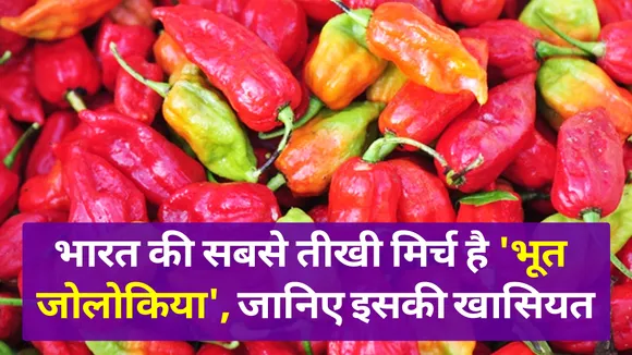 India's hottest chili is 'Bhoot Jolokia', know its specialty