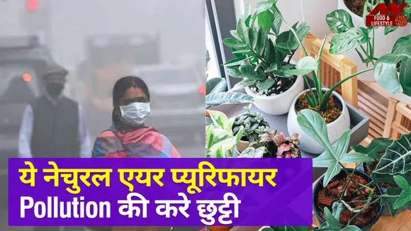 Air purifying plants: 20 of the best for your home
