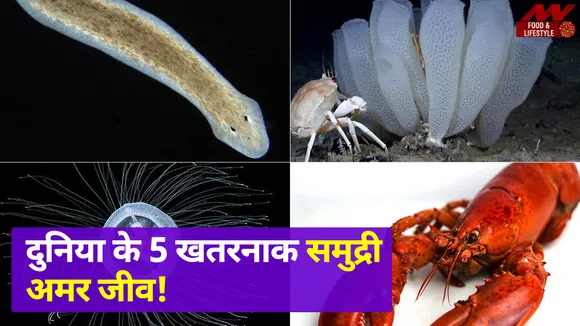 5 dangerous sea immortal creatures of the world, Watch Video