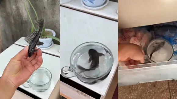 viral fish video