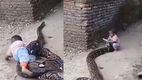 snake video viral news today