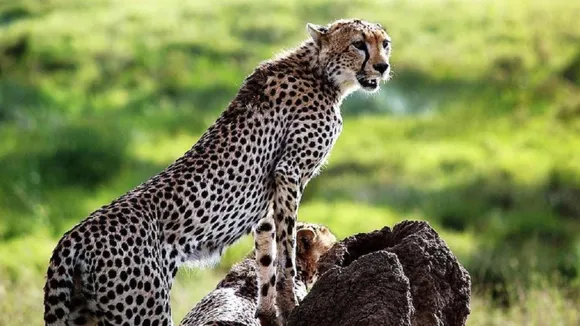 Kuno wild life sanctuary