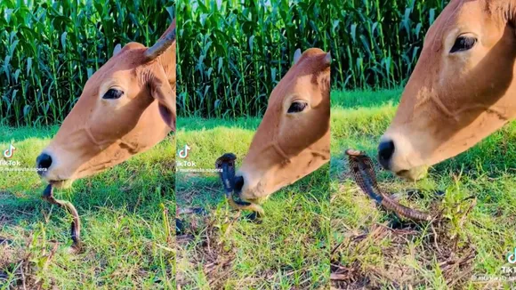 snake and cow video
