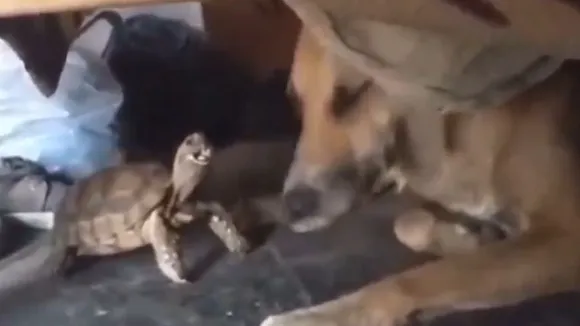 turtle troubled dog