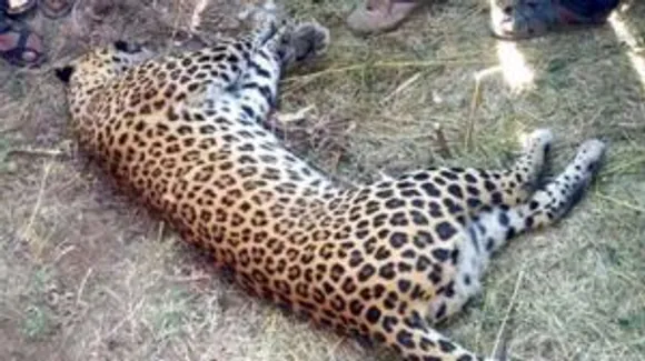 man eater leopard shot dead in udaipur 