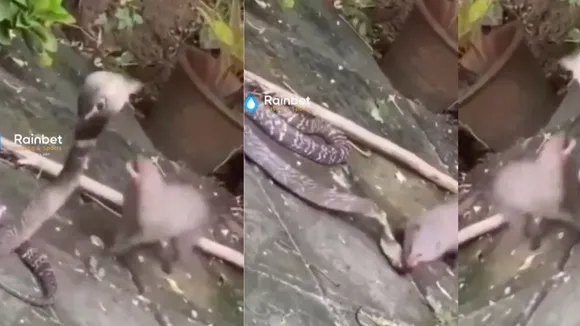 mongoose kills cobra