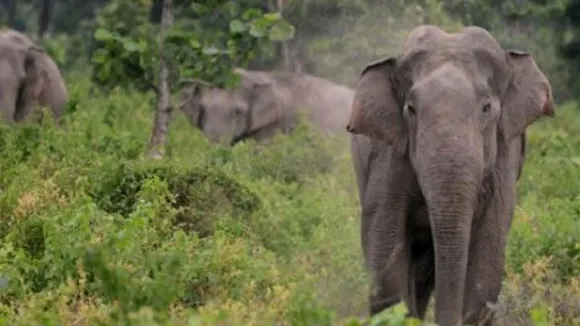 elephant 