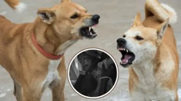 dog attack 