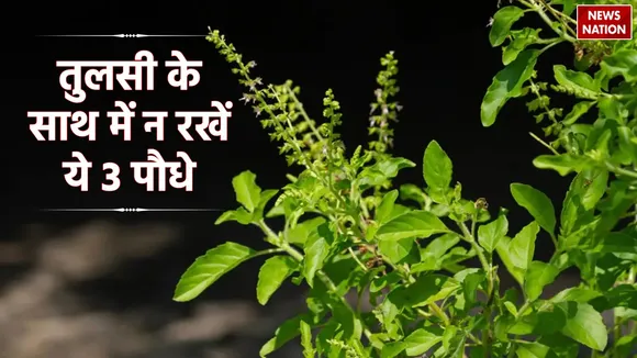 Vastu Tips For Tulsi