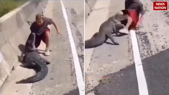 crocodile attack man viral video