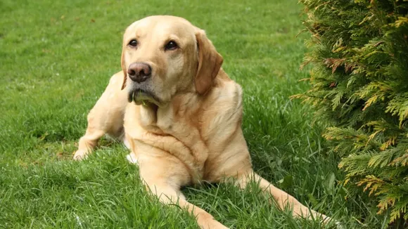 Pune dog killed