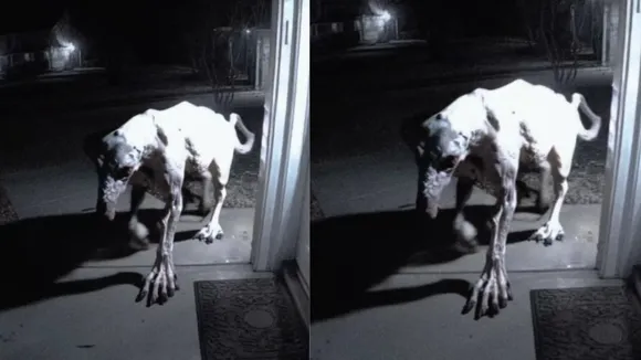 Weird Animal Video