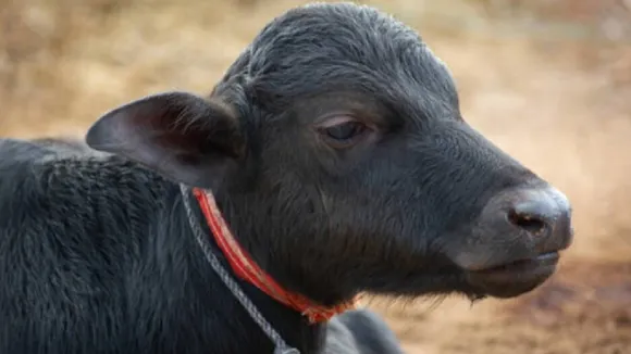 calf
