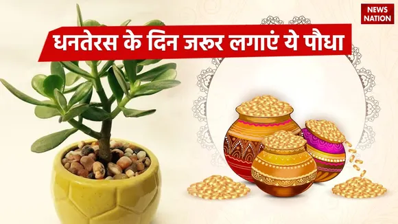 plant Crassula plant on Dhanteras