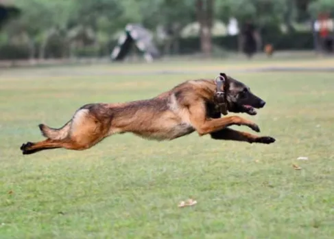 Army Dog