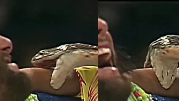 www video snake attack