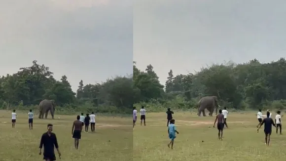 viral elephant playing footbal