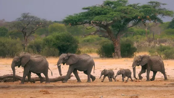 Elephant