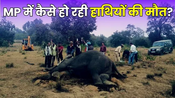 Bandhavgarh elephant deaths