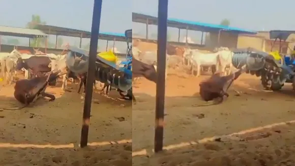 cow to a tractor and pulled it.