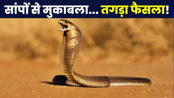 Snake Bites