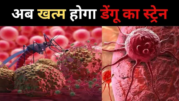 डेंगू का स्ट्रेन