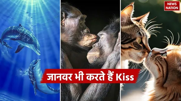 WhatsApp Image 2024-11-12 at 2.05.12 PM