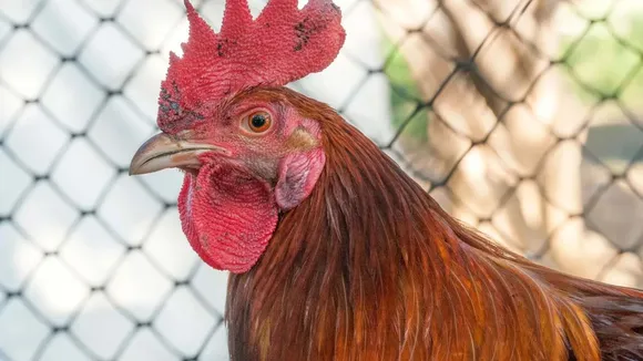 viral chiken video