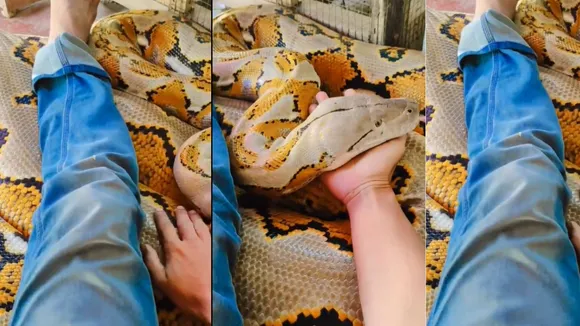 VIRAL VIDEO python