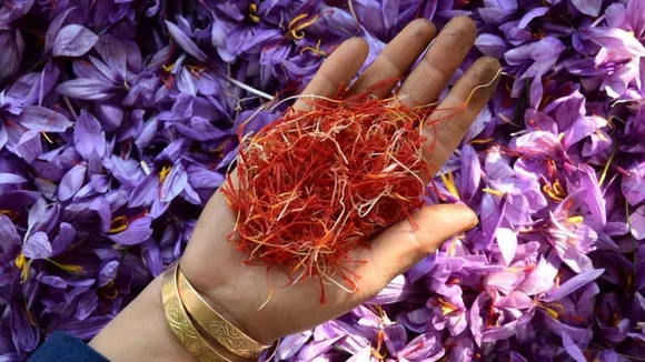 Lucknow Man Grows Kesar at home know how