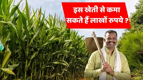 Baby Corn Farming